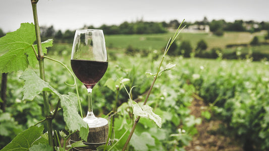 From Grape to Glass: A Detailed Look at the Winemaking Process