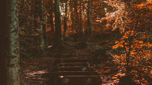 Autumn Flavors in a Glass: The Best Seasonal Cocktails for Fall