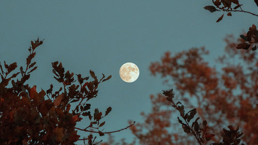 Raise a Glass to Tradition: Celebrating Festivals with the Perfect Drink