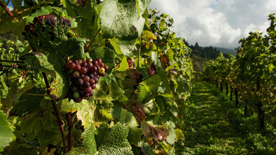 Luxury Without Flash: The World’s Finest Wineries Through the Eyes of Discreet Collectors